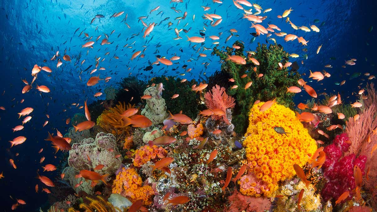 Colorful fish swimming over coral reef in the Coral Triangle